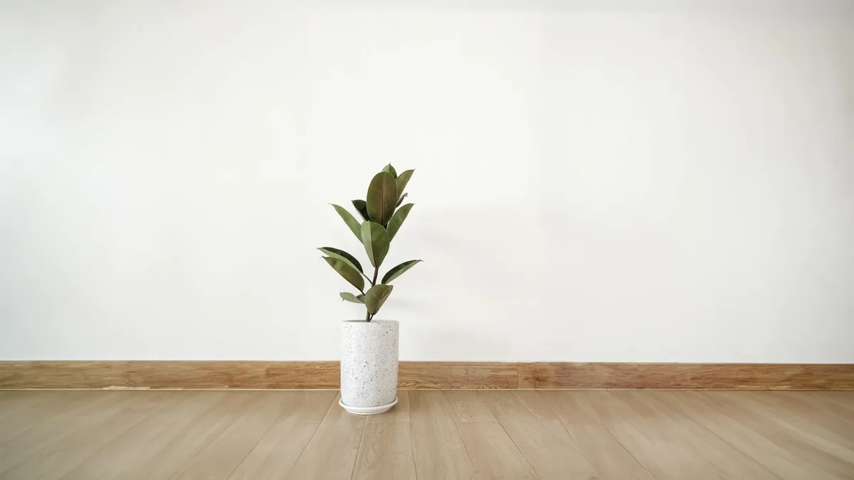Pianta verde in vaso maculato contro parete bianca e pavimento in legno