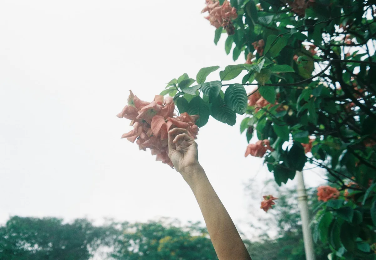 Personne attrapant des fleurs roses sur un arbre dans un jardin à Hô-Chi-Minh-Ville, Vietnam