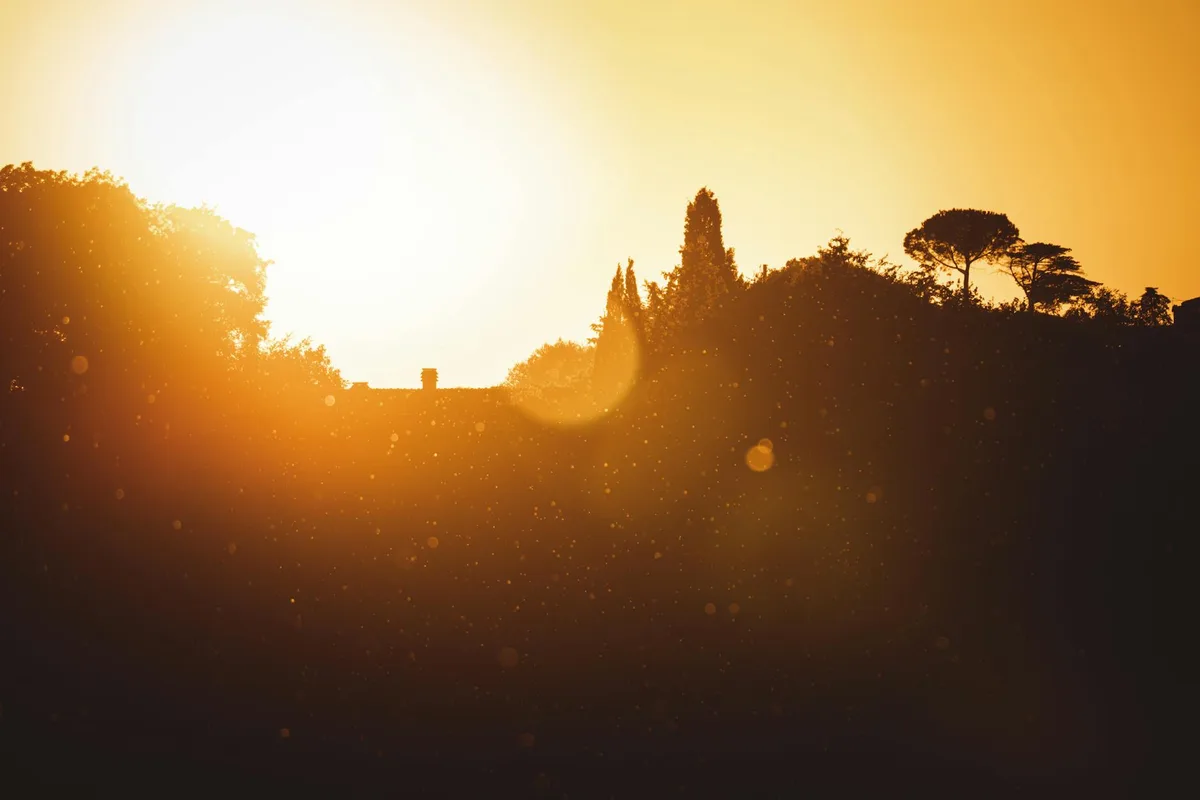 Baumsilhouette vor goldenem Sonnenuntergang mit Linseneffekten