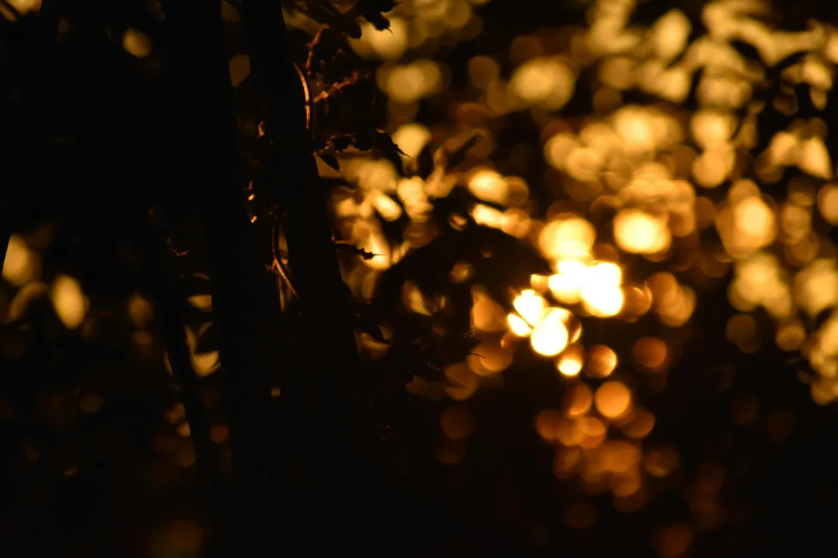 Bokeh dorato astratto con foglie scure, atmosfera calda e sognante