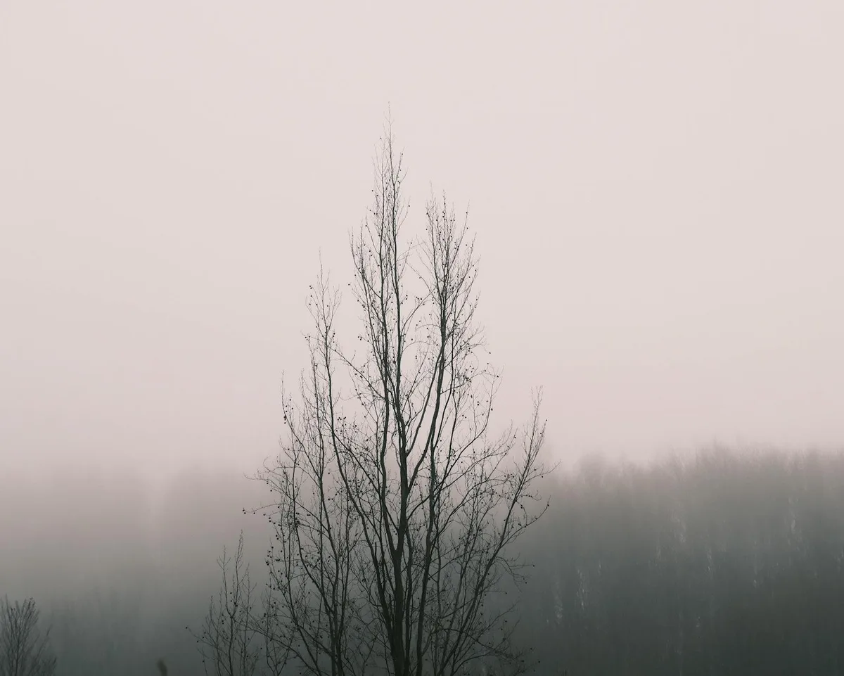 Kahler Baum in nebliger, ruhiger Landschaft von Zonguldak, Türkei – minimalistische Ästhetik