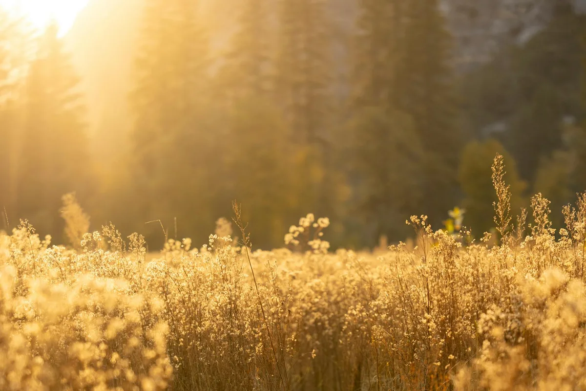 Campo dorato con alberi al tramonto, luce calda e tranquillità