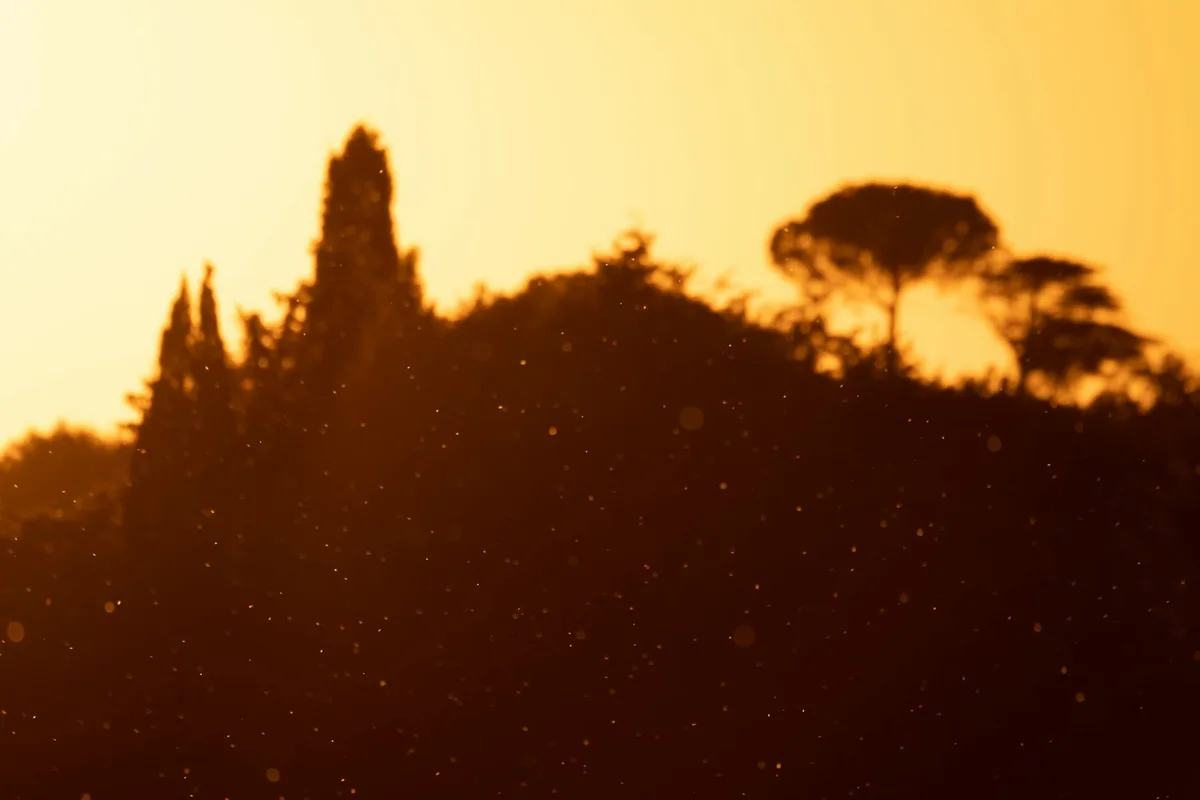 Alberi sagomati contro un caldo tramonto dorato, scena serena e tranquilla