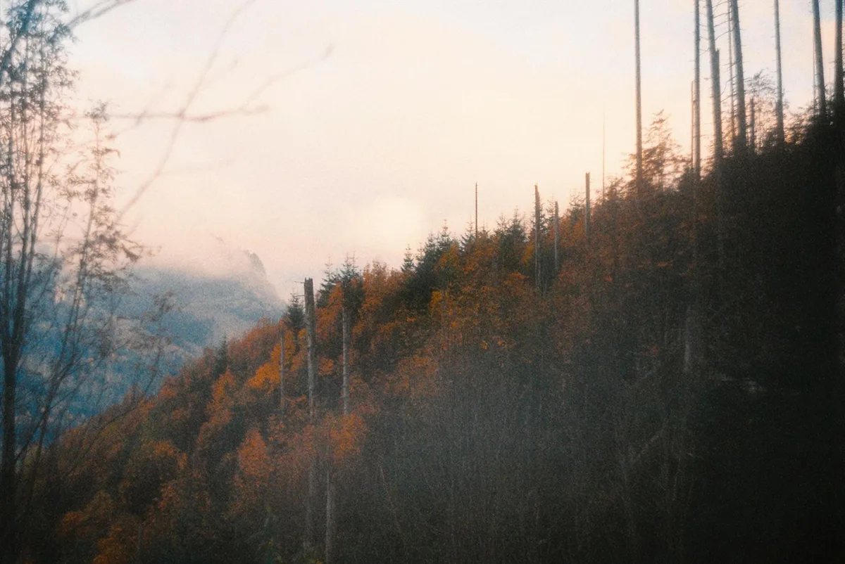 Foresta autunnale tranquilla su una montagna con un incantevole bagliore al tramonto.