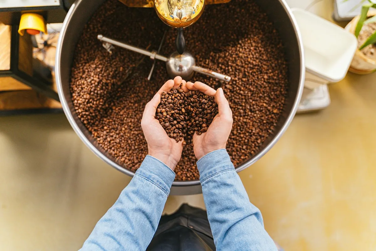 A person holds fresh coffee beans over a large roasting bowl in a coffee shop.
