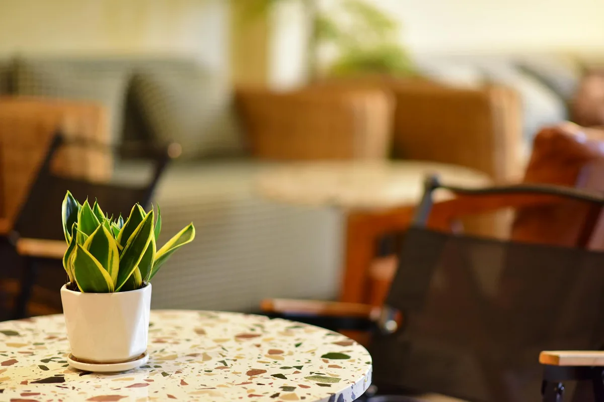 Stilvolles Innenraum-Café mit Topfpflanze auf Terrazzotisch und bequemen Sitzgelegenheiten