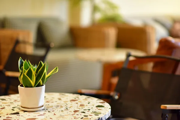 Stilvolles Innenraum-Café mit Topfpflanze auf Terrazzotisch und bequemen Sitzgelegenheiten