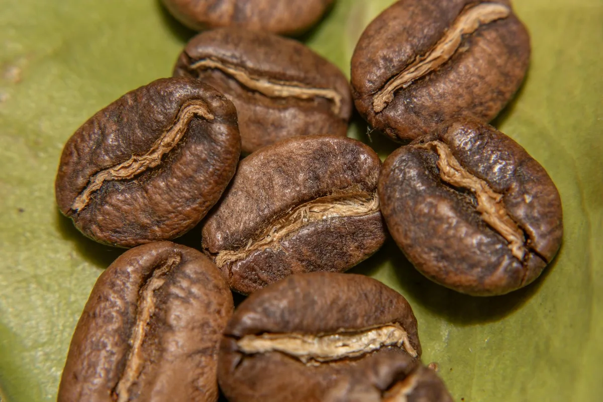 Grains de café torréfiés de Colombie sur une feuille verte.