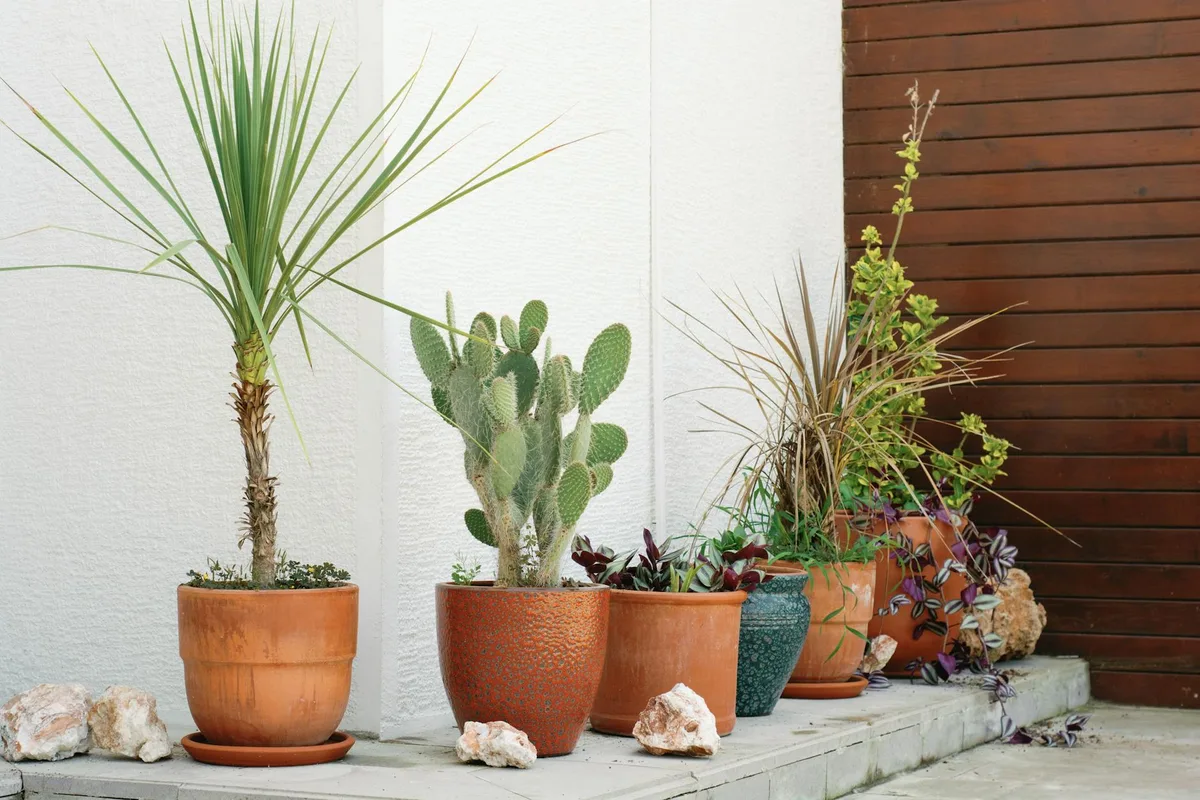 Sammlung verschiedener Topfpflanzen auf einer stilvollen Außenterrasse – Wohninspiration