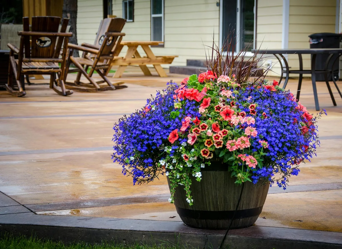 Fleurs colorées dans un tonneau sur une terrasse en bois chaleureuse, décoration printanière