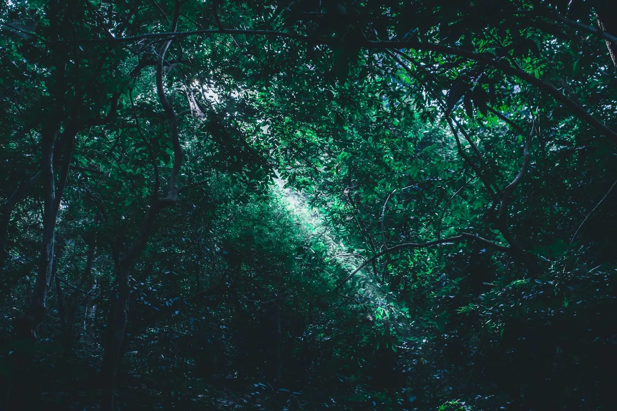 Sonnenstrahl durchbricht üppigen grünen Wald, schafft ruhige und magische Atmosphäre