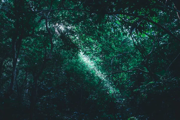 Sonnenstrahl durchbricht üppigen grünen Wald, schafft ruhige und magische Atmosphäre