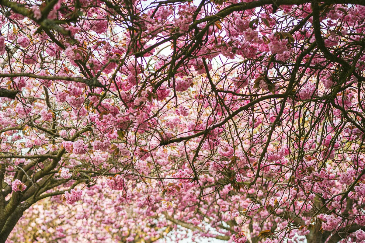 Volta di fiori di ciliegio rosa in piena fioritura primaverile