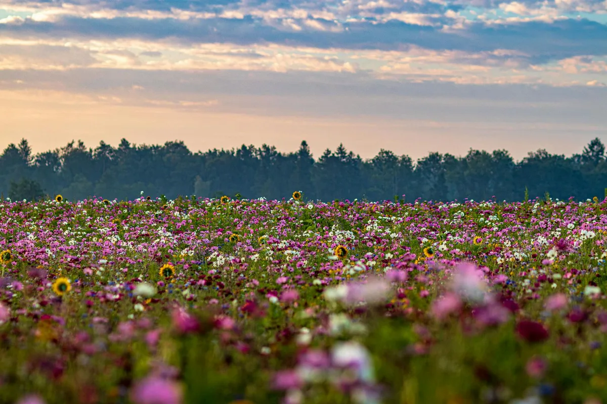 Prato fiorito al tramonto ad Aulendorf, Germania