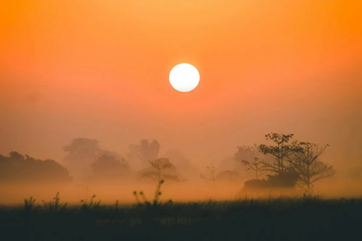 Tramonto dorato su paesaggio nebbioso e alberato