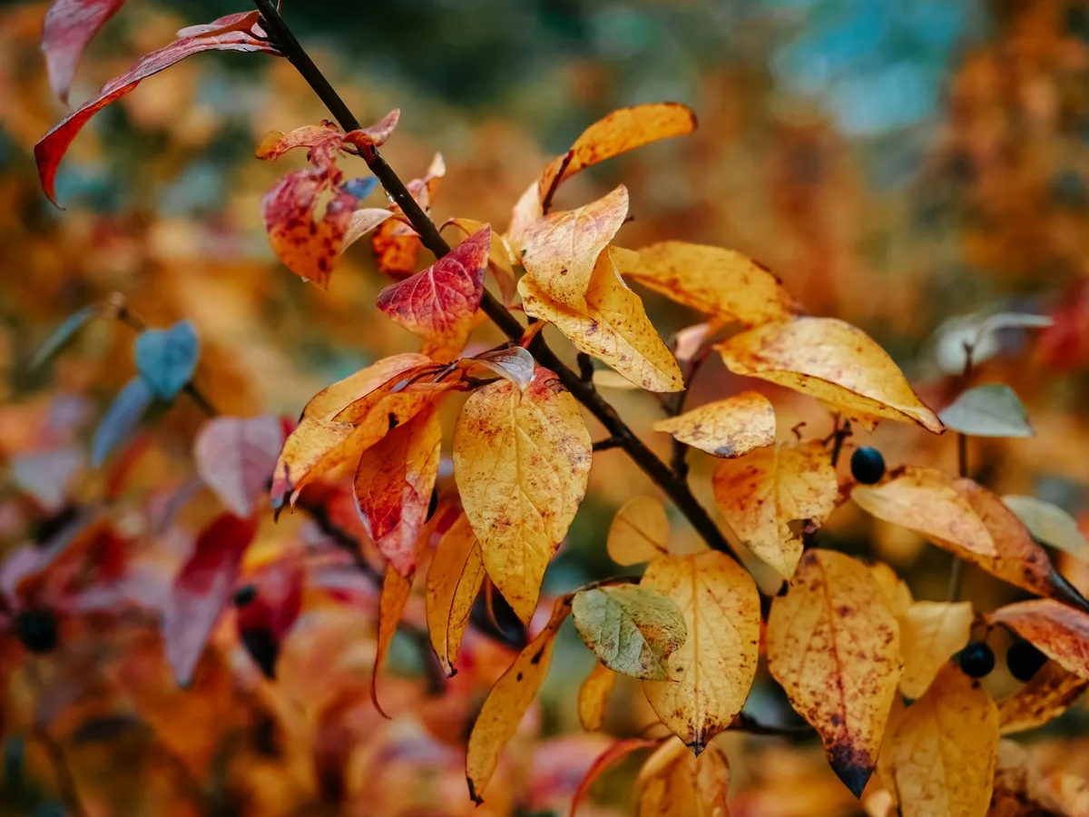 Close-up de folhas de outono coloridas em um galho exibindo beleza sazonal