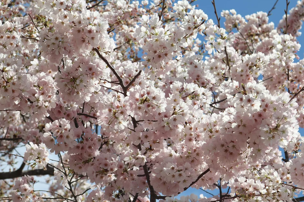 Primo piano di fiori di ciliegio in piena fioritura contro cielo azzurro brillante in primavera