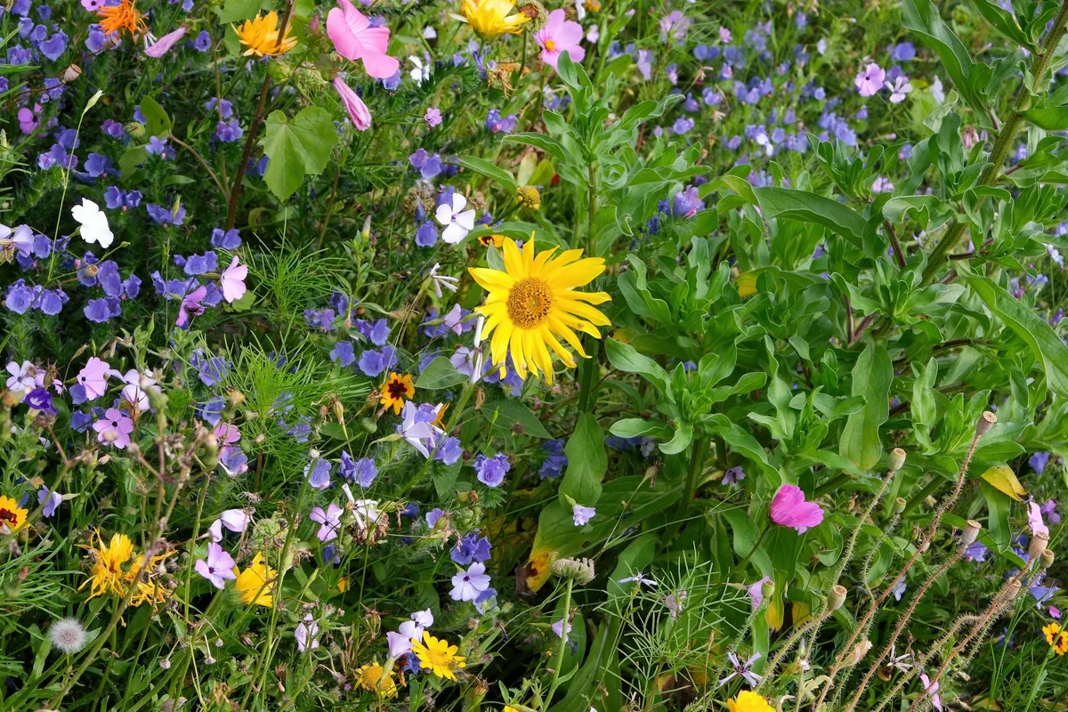 Buntes Wildblumenfeld mit vielfältigen Blüten in einer Sommerwiese