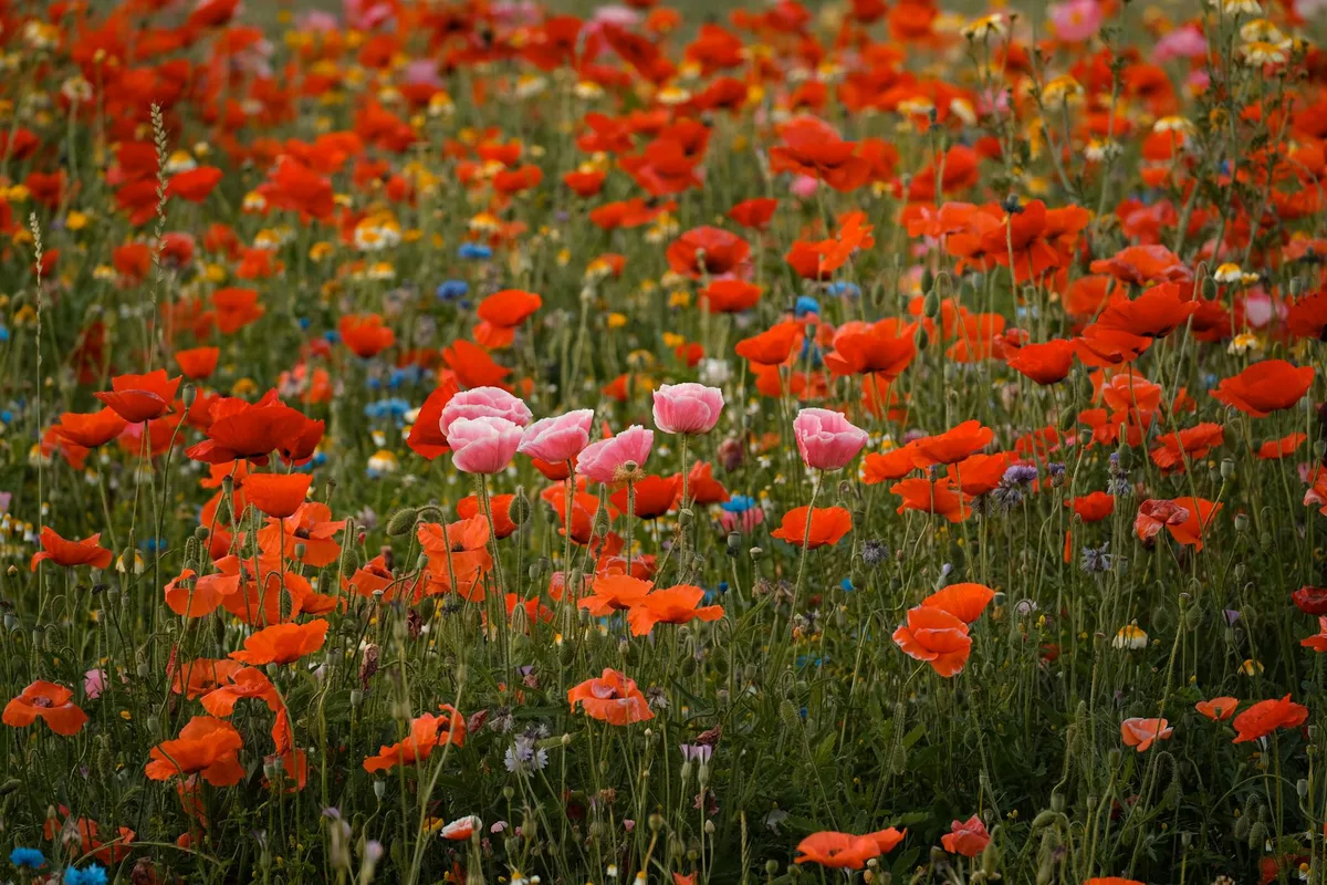Champ coloré de coquelicots rouges et roses en pleine floraison à la campagne