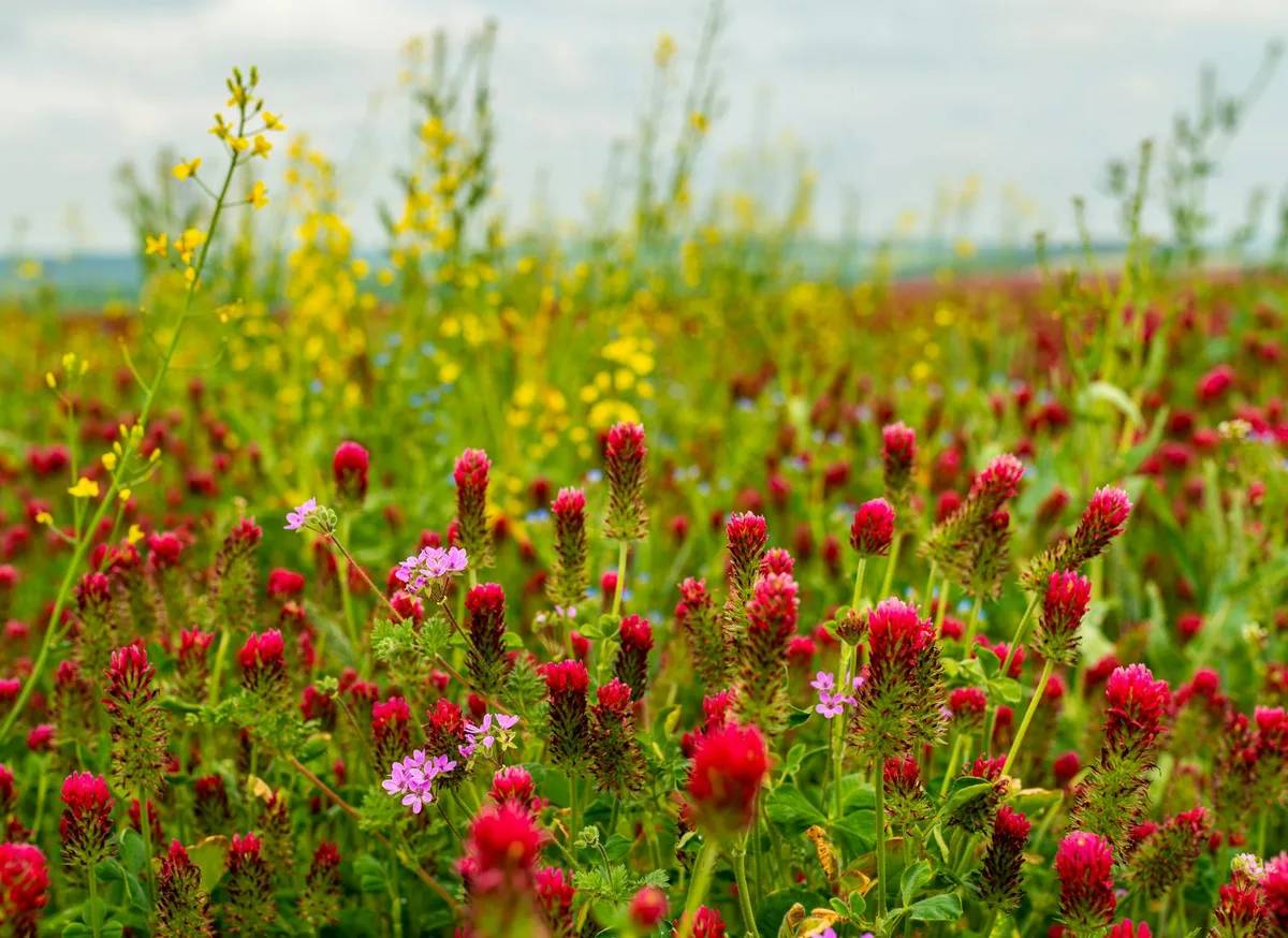 Farbenfrohes Feld mit Rotklee und gelben Wildblumen im Frühling