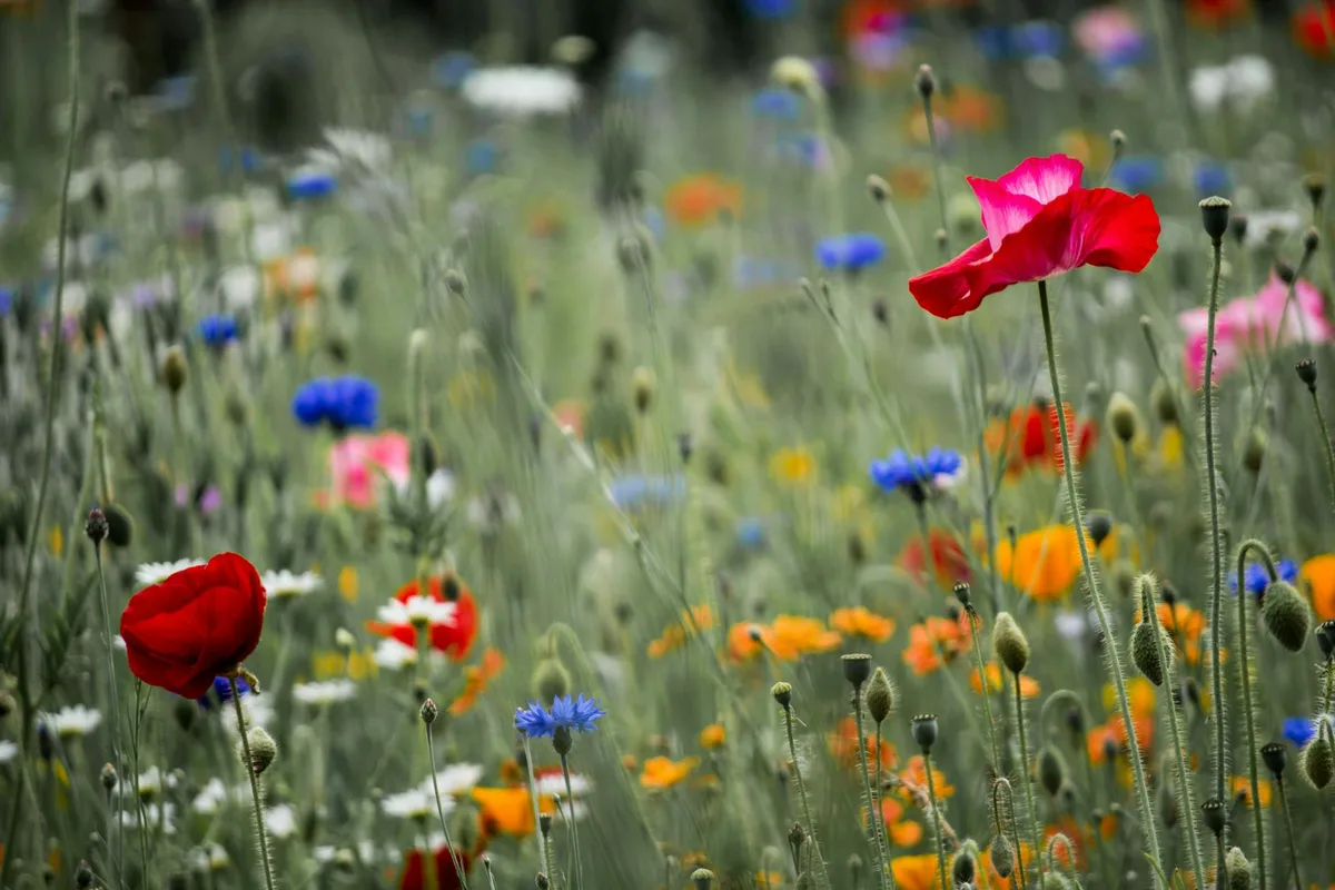 Farbenfrohe Wildblumenwiese mit Mohn, Kornblumen und Gänseblümchen im Sommer