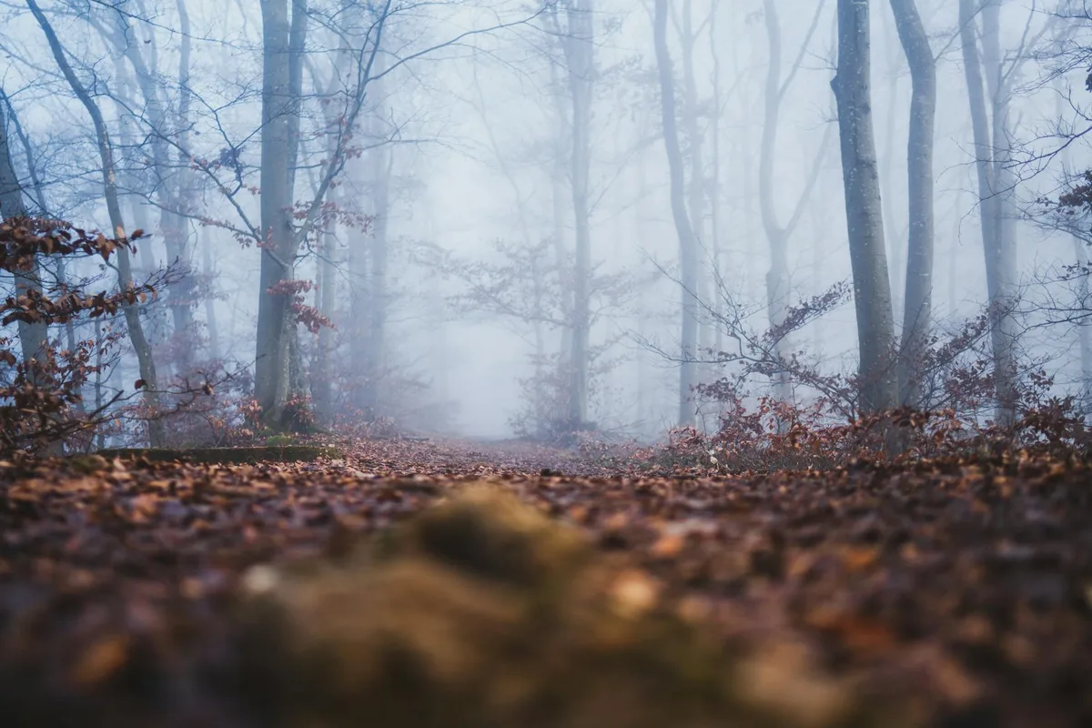 Foresta autunnale nebbiosa con foglie cadute e atmosfera serena