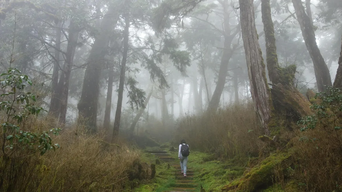 Einsamer Wanderer auf nebligem Waldpfad, umgeben von hohen Bäumen und Nebel