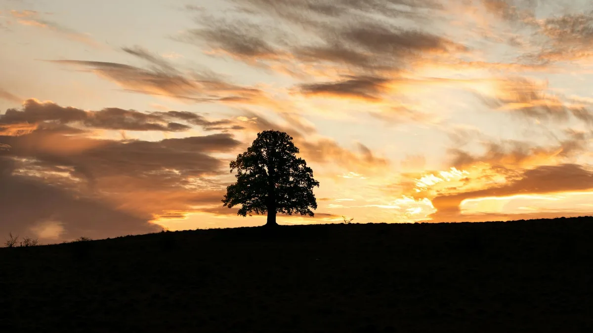 Albero solitario al tramonto con silhouette e cielo drammatico
