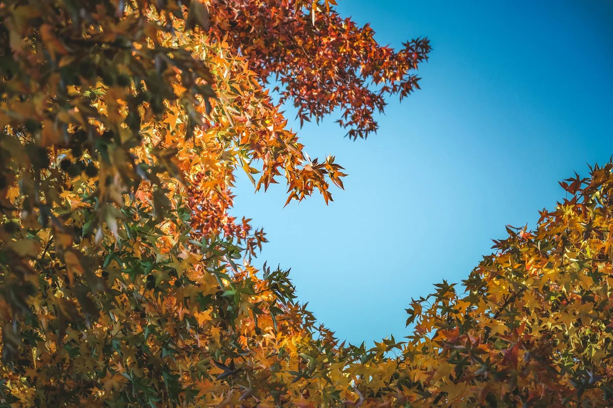 Bunte Ahornblätter im Herbst unter blauem Himmel aus niedriger Perspektive