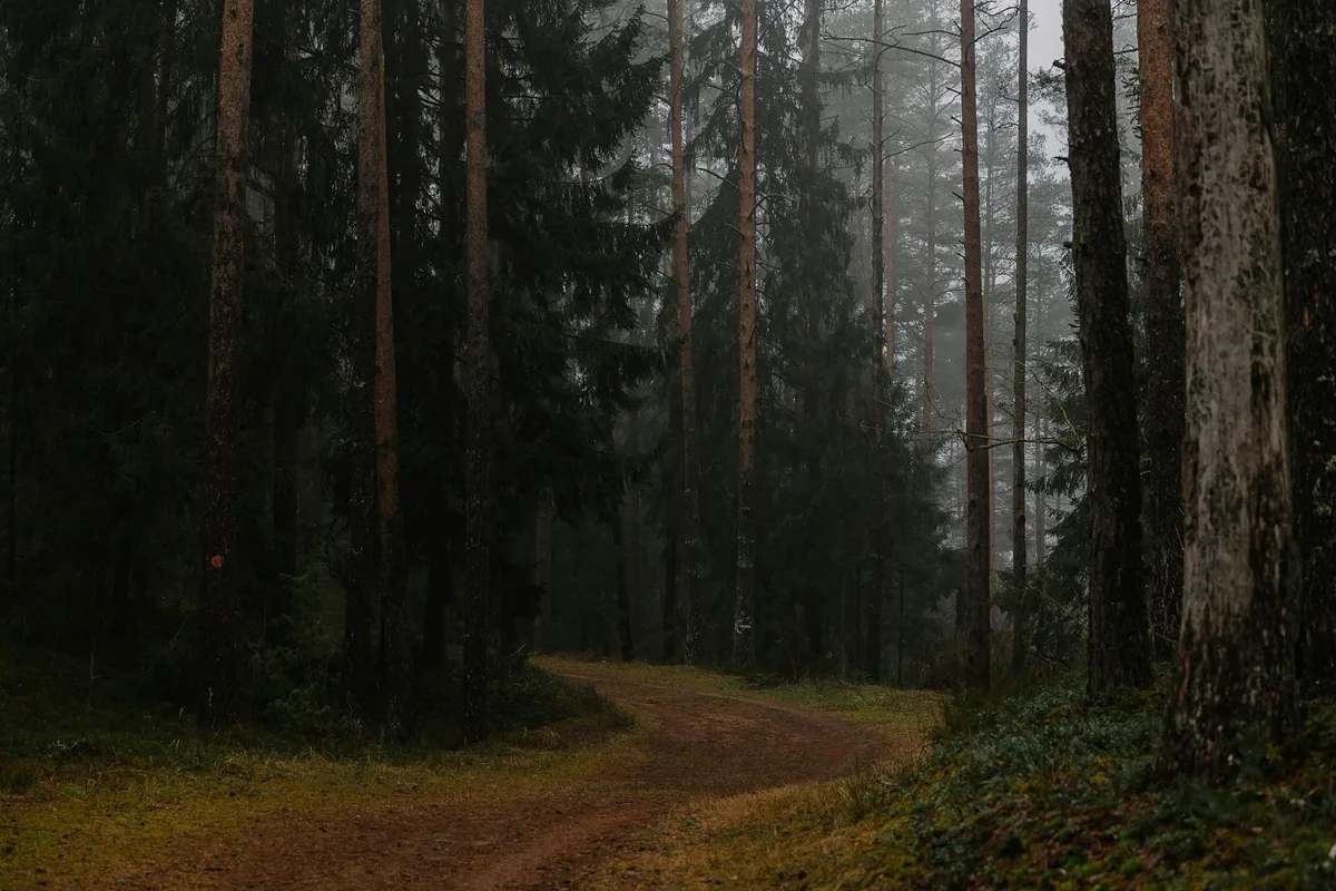 Sentiero nebbioso che si snoda tra fitti pini creando una scena forestale serena e misteriosa