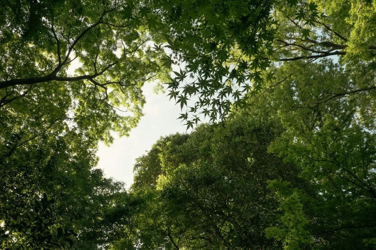 Vista serena di chiome verdi in una foresta di Tokyo, per progetti natura