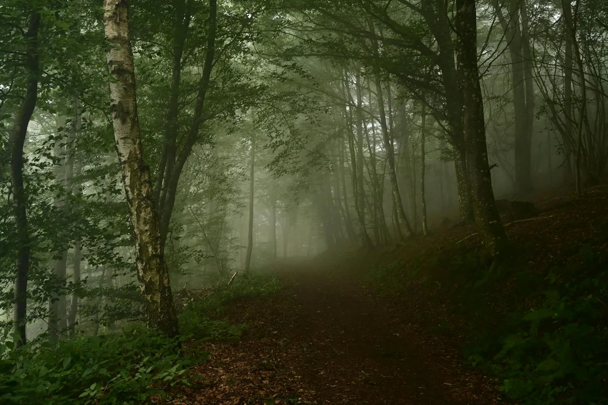 안개에 싸인 평화로운 숲길, 신비로운 분위기