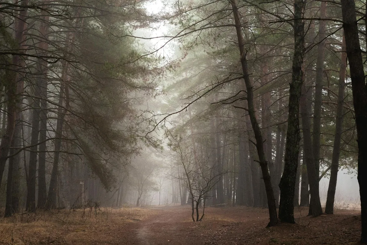 Sentiero nella foresta avvolto dalla nebbia, tra avventura e tranquillità
