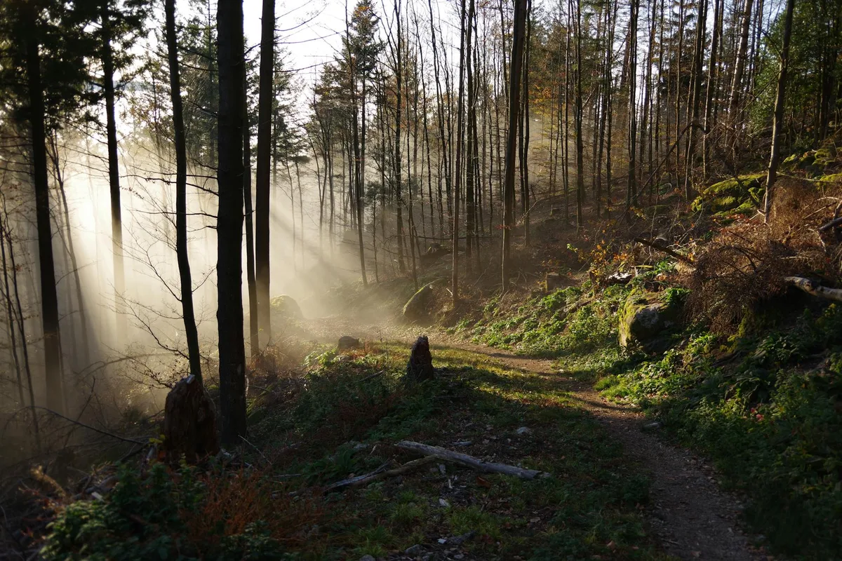 Foresta serena con raggi di sole tra gli alberi e sentiero tortuoso