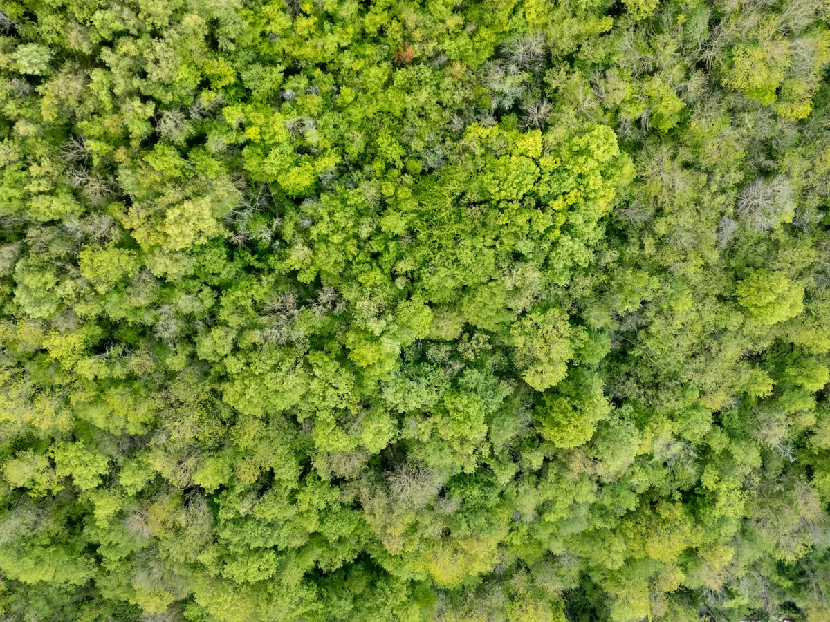 Vista aérea deslumbrante de floresta verdejante em Bourgoin-Jallieu, França, capturando a beleza natural.