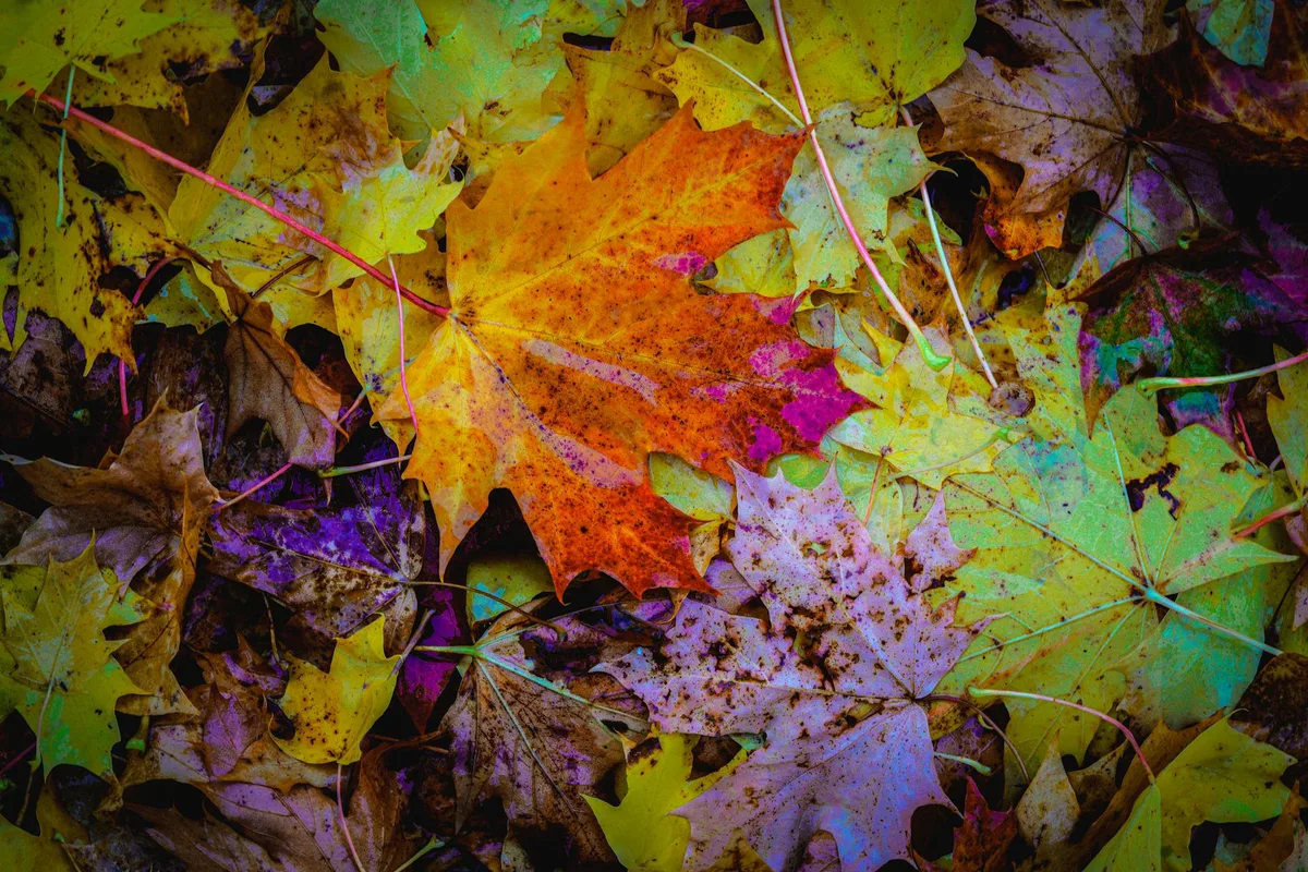Herbstlaub mit leuchtenden Farben und natürlichen Mustern
