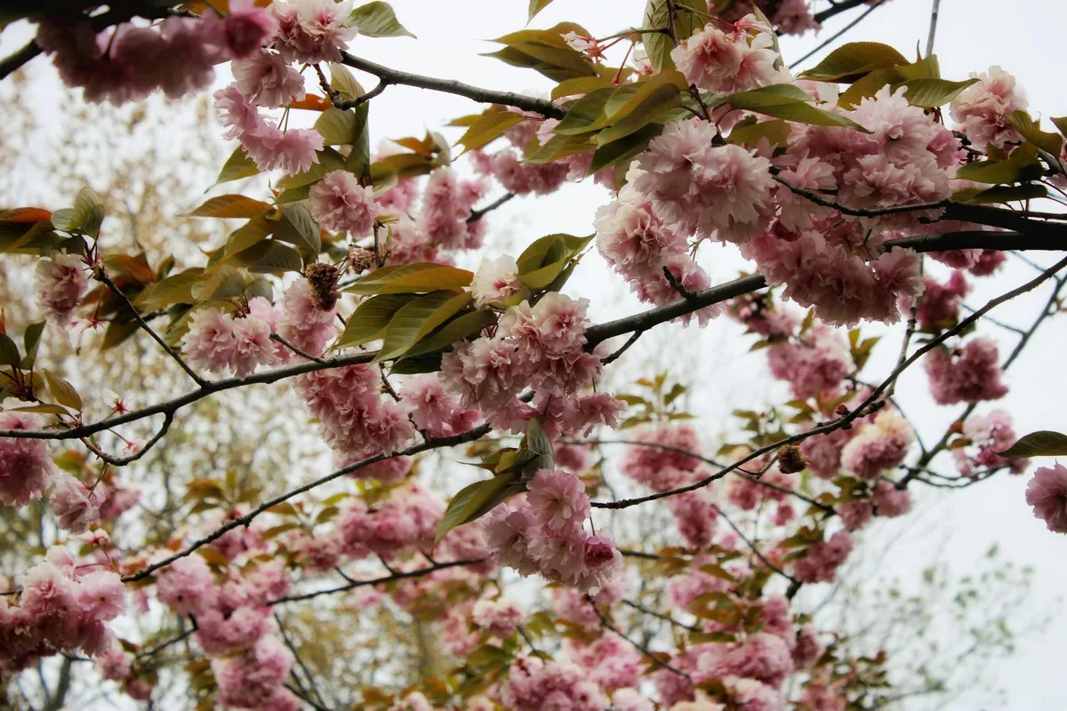 Splendida esposizione di fiori di ciliegio rosa su rami d'albero, che cattura l'essenza della primavera.