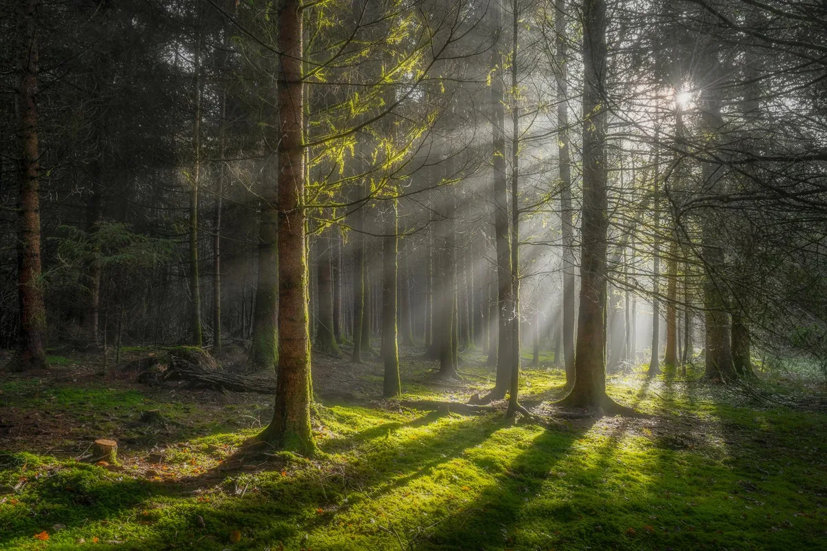 Foresta tranquilla con raggi di sole che filtrano tra gli alberi