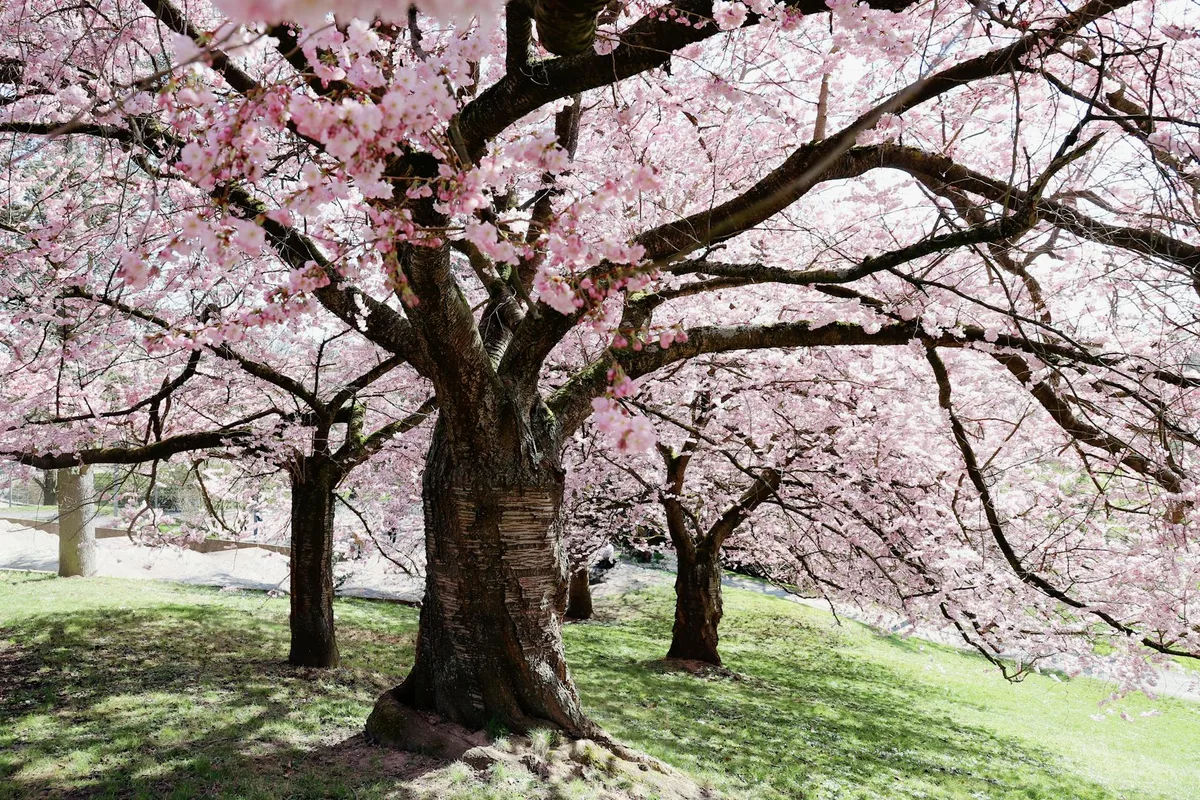 Ruhige Kirschblütenszene im Frühling mit Bäumen in voller Blüte