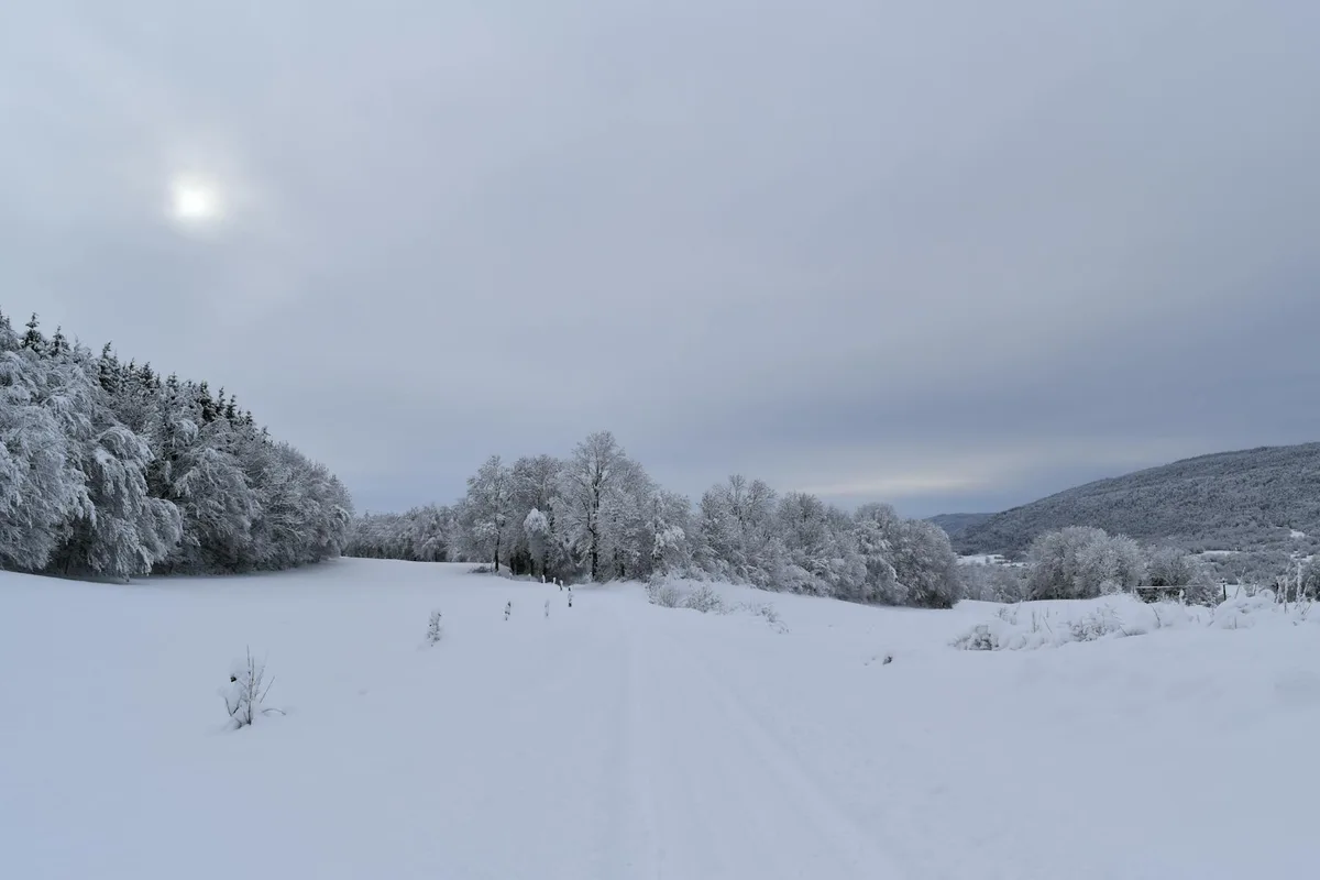 Scena invernale tranquilla con foresta innevata e campo aperto sotto un cielo nuvoloso.