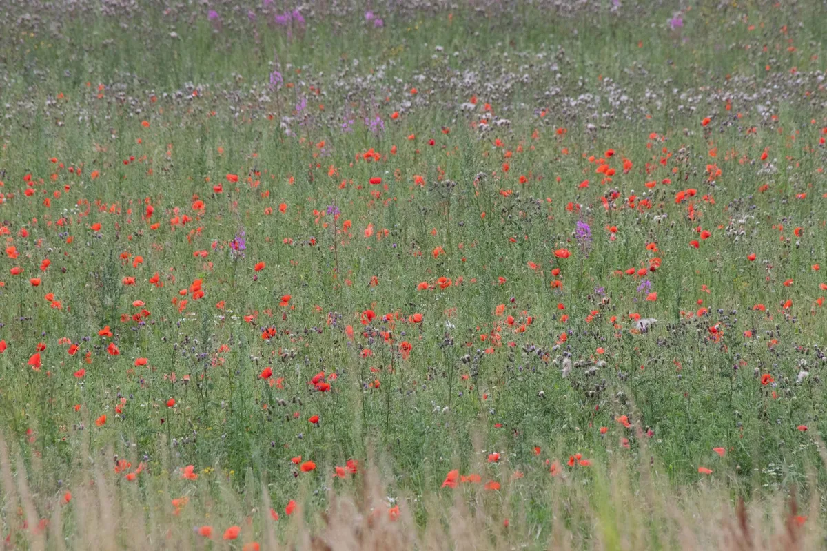 Campo vibrante pieno di diversi fiori di campo che mostrano la bellezza della natura in estate.