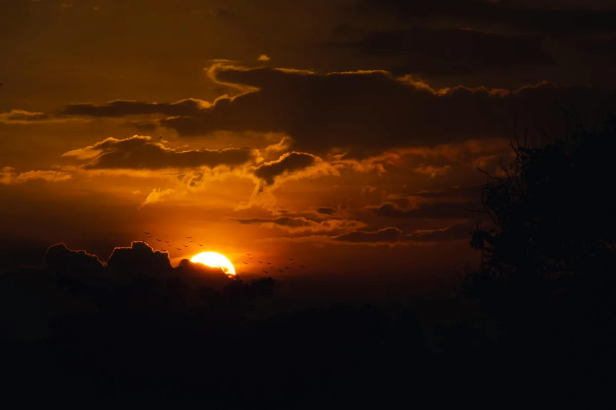 Tramonto vibrante con sagome di alberi contro un cielo luminoso