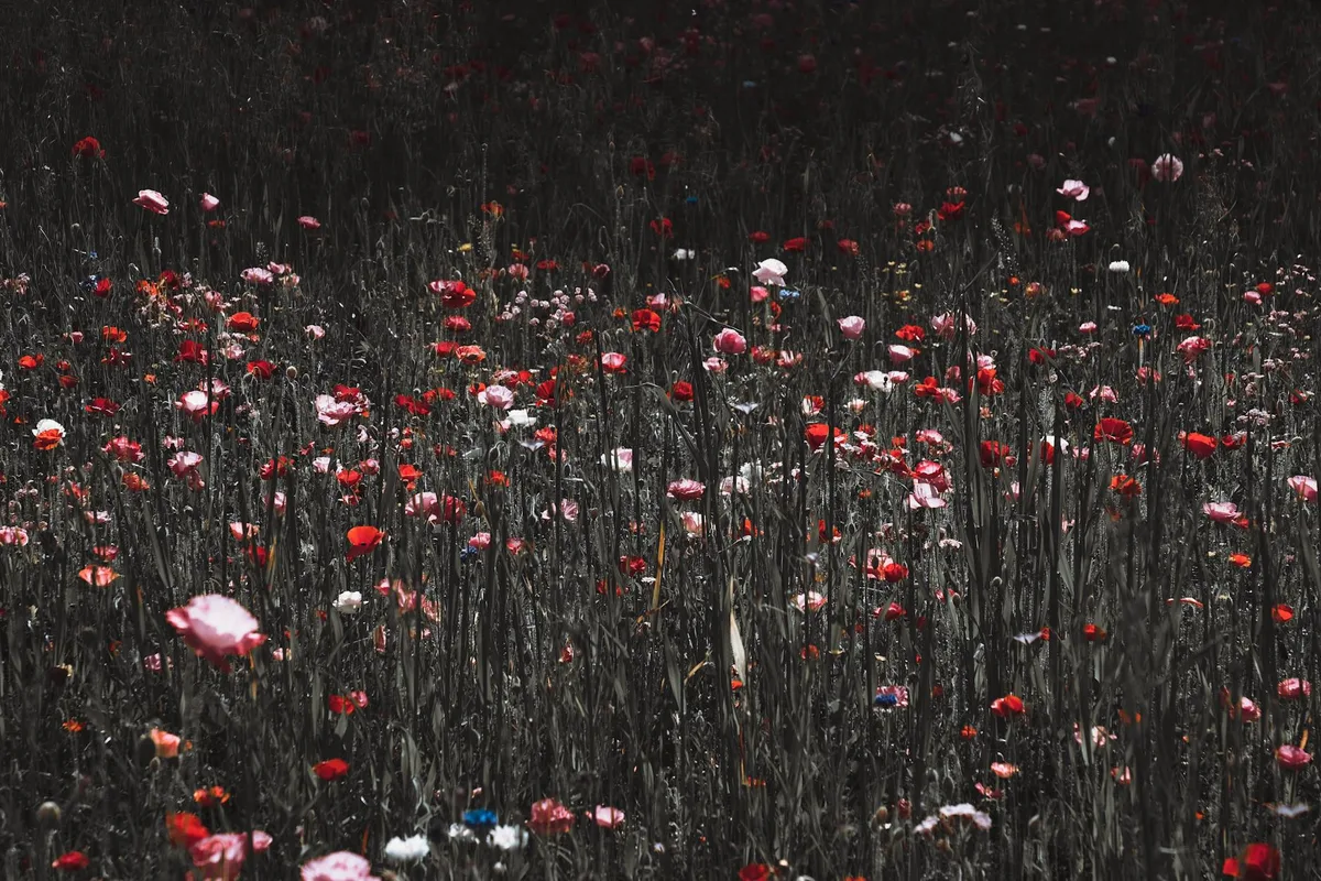 Lebhaftes Wildblumenfeld mit vielfältigen Blüten in voller Blüte am Tag