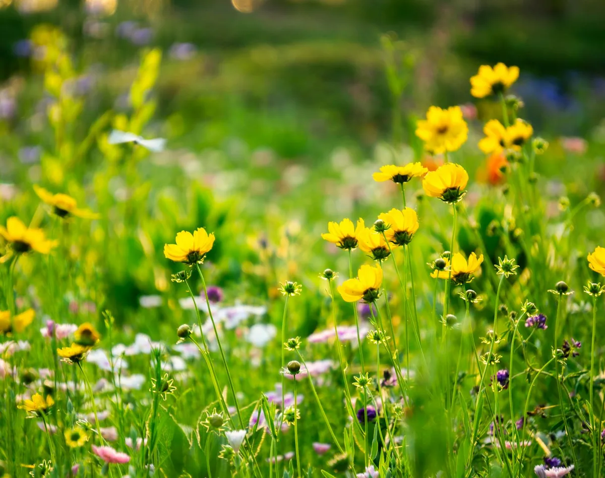 Fleurs sauvages jaunes éclatantes dans un pré vert printanier