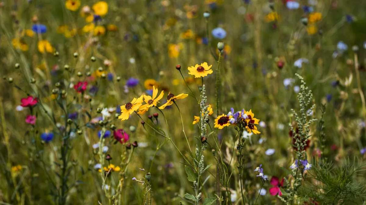 Campo di fiori selvatici vividi in un ambiente naturale colorato