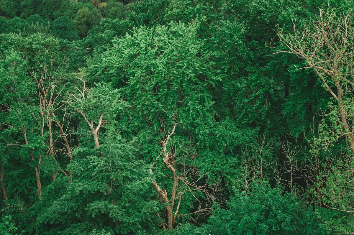울창한 녹색 숲 캐노피의 항공뷰