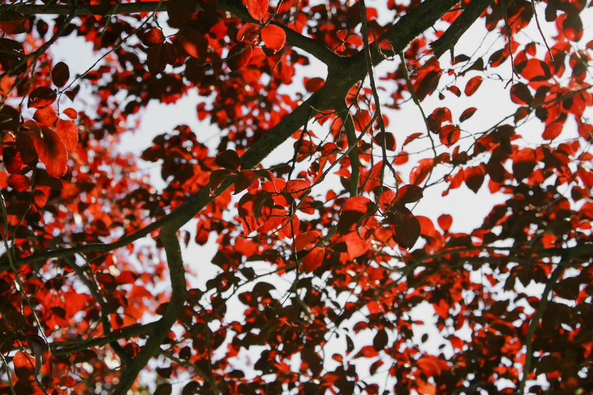 Leuchtend rote Blätter eines Baumes vor hellem Himmel für Herbstvisuals