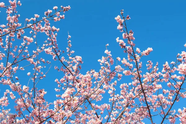 Kirschblütenzweige vor klarem blauen Himmel in Shinjuku City, Tokio