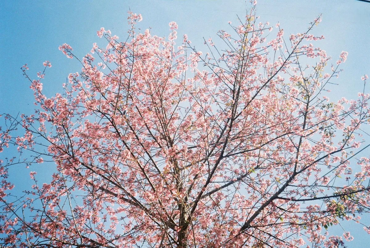 Cerejeira com flores cor-de-rosa contra céu azul na primavera