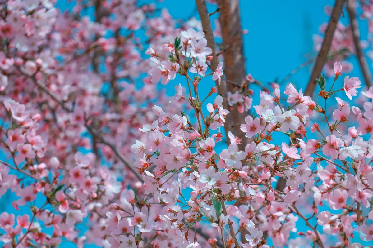 Ciliegi in piena fioritura contro il cielo primaverile blu